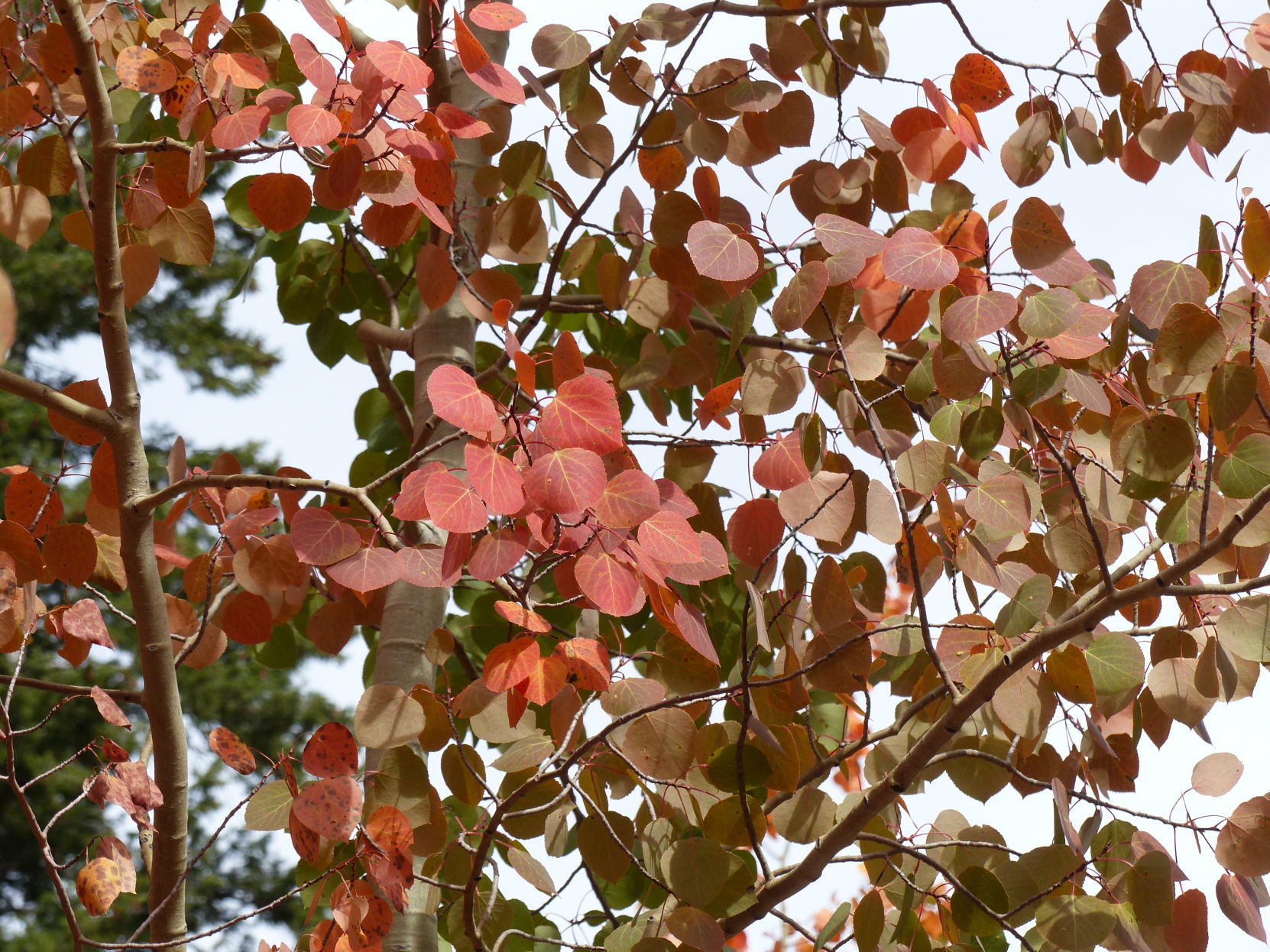 Red aspens in Apollo Creek